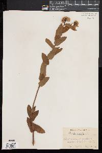 Pluchea foetida image