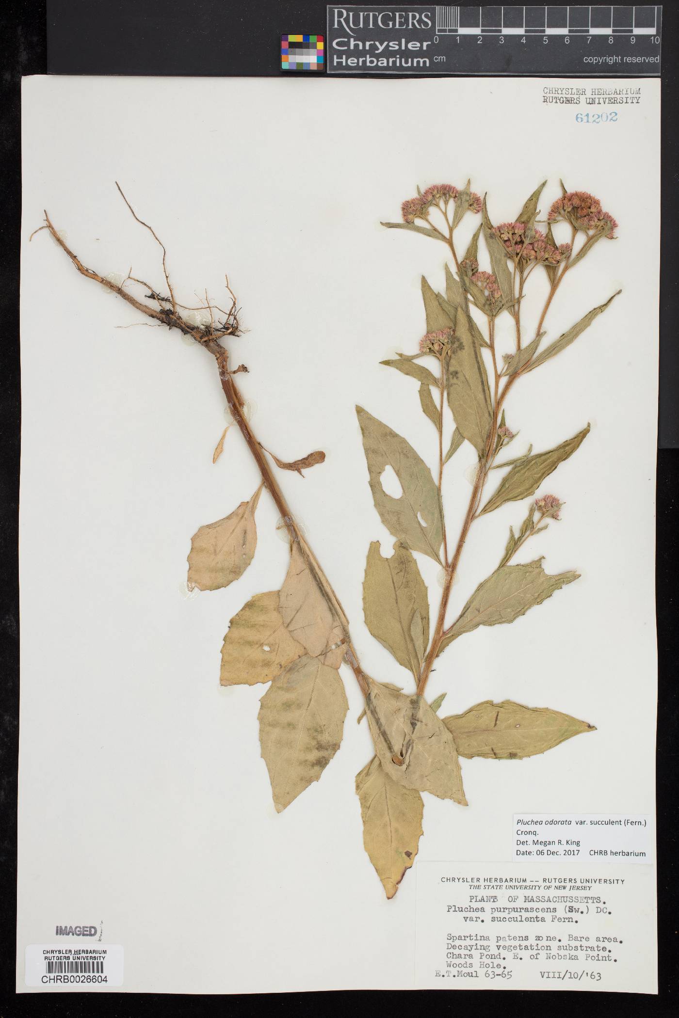 Pluchea odorata var. succulenta image