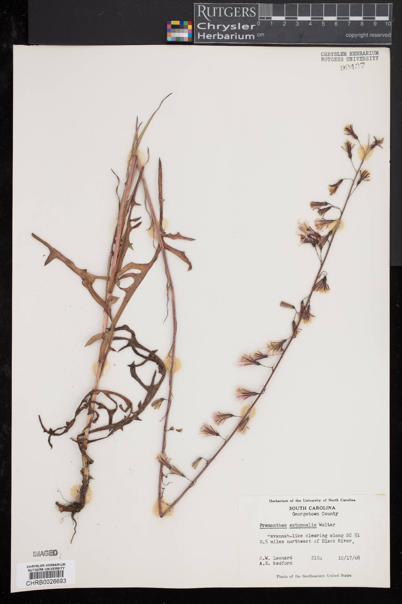 Nabalus autumnalis image