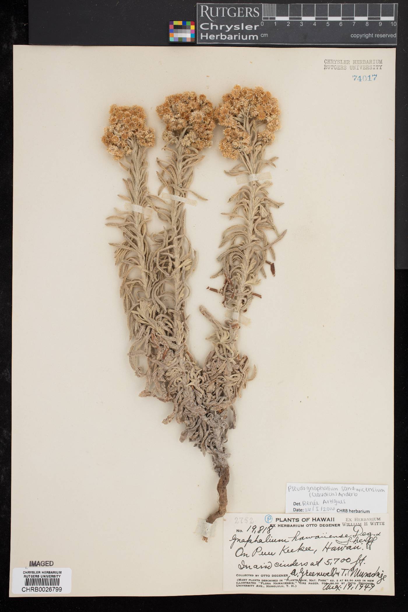 Pseudognaphalium sandwicensium image