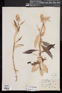 Pterocaulon pycnostachyum image