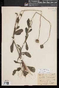 Rudbeckia hirta var. floridana image