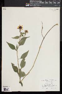 Rudbeckia triloba image