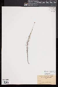 Sclerolepis uniflora image