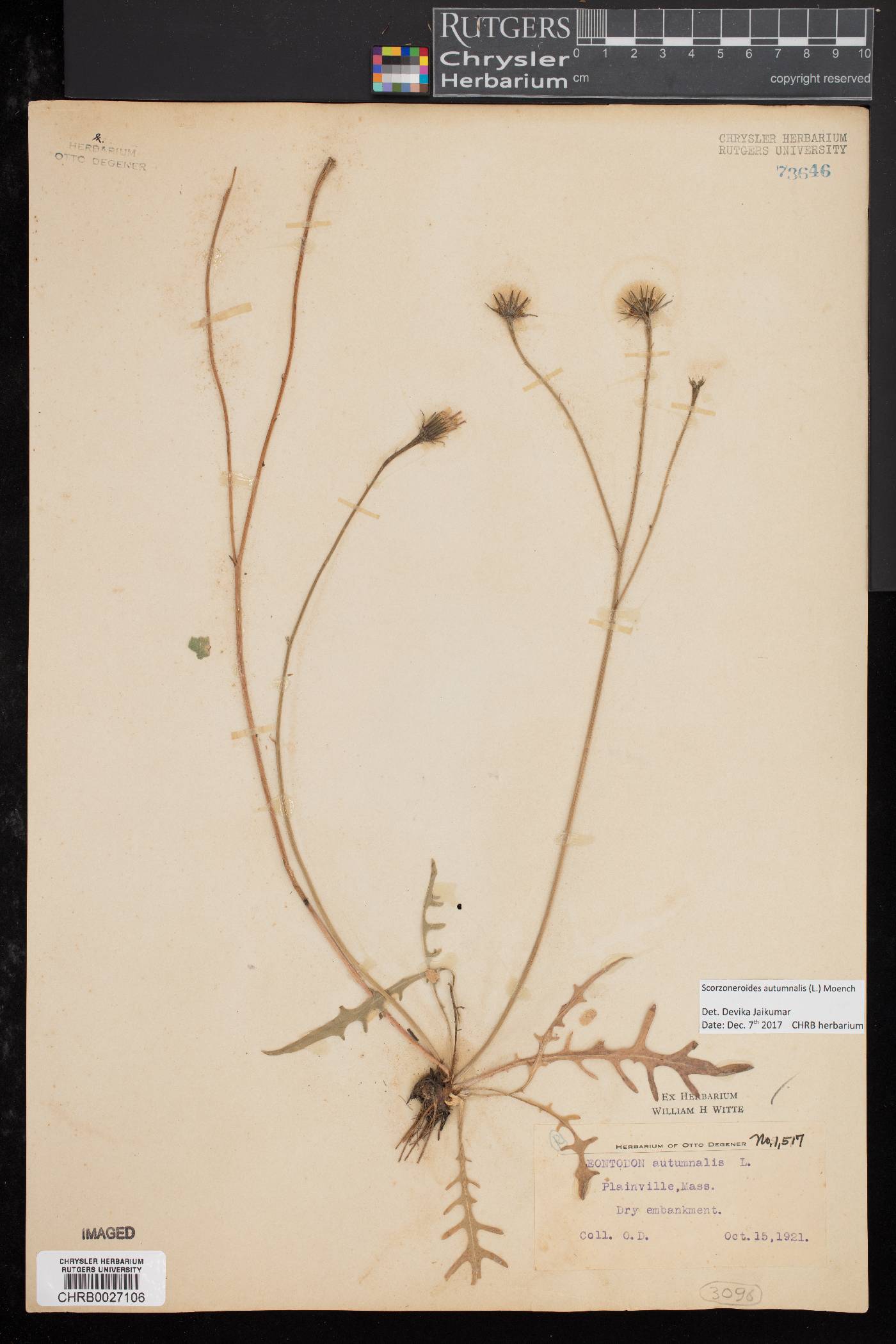 Scorzoneroides autumnalis image