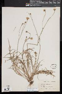 Scorzoneroides autumnalis image