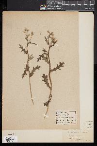 Senecio vulgaris image