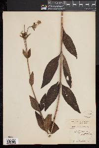 Image of Silphium asteriscus