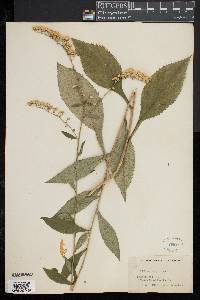 Image of Solidago arguta