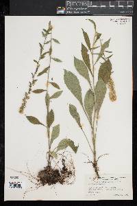 Solidago bicolor image