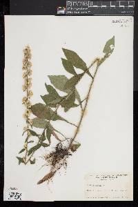 Solidago bicolor image