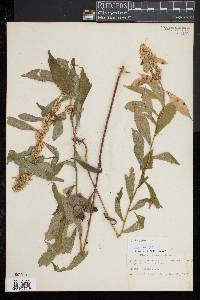 Solidago bicolor image