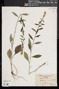 Solidago bicolor image