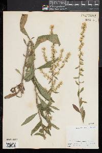 Solidago bicolor image