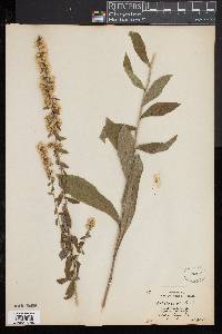 Solidago bicolor image