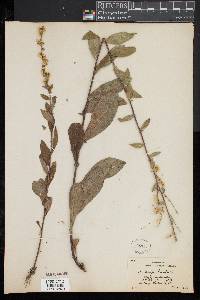 Solidago bicolor image