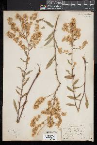 Solidago bicolor image