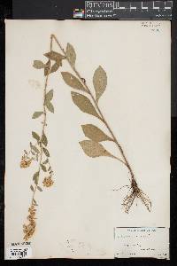 Solidago bicolor image