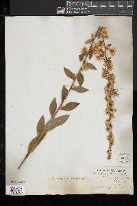 Solidago bicolor image