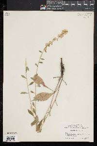 Solidago bicolor image