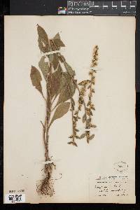 Solidago bicolor image