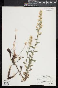 Solidago bicolor image