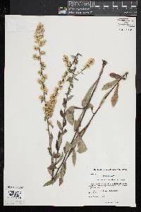 Solidago bicolor image