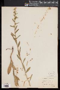 Solidago erecta image