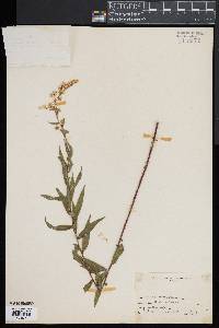 Solidago erecta image