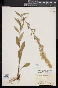 Solidago erecta image