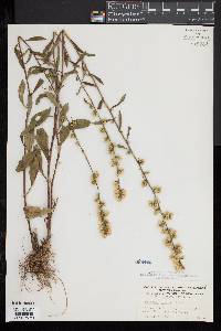 Solidago erecta image