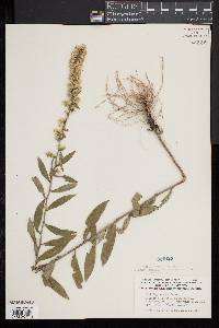 Solidago erecta image