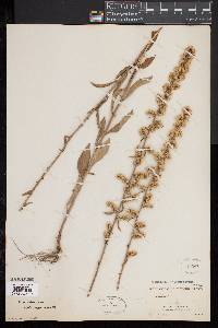 Solidago erecta image