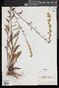 Solidago erecta image