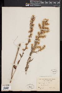 Solidago erecta image