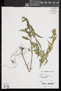 Solidago erecta image