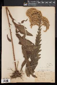 Solidago fistulosa image