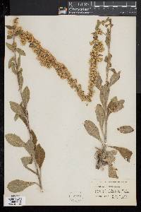 Solidago hispida image