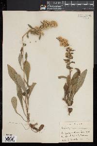 Solidago hispida image