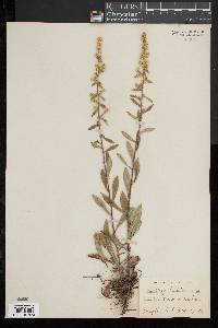 Solidago hispida image