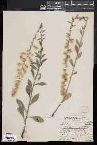 Solidago hispida image