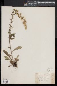 Solidago hispida image