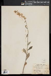 Solidago hispida image