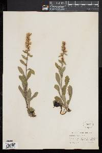 Solidago hispida image