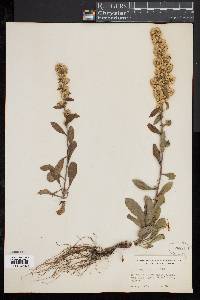 Solidago hispida image