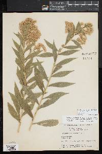 Solidago lepida image