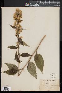 Solidago macrophylla image