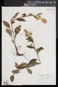 Solidago macrophylla image