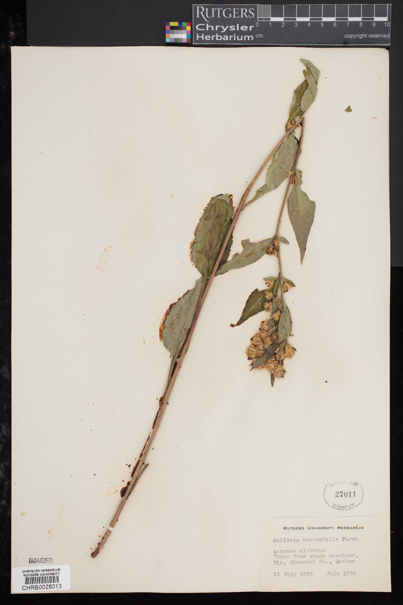 Solidago macrophylla image