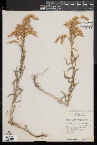 Solidago missouriensis var. fasciculata image